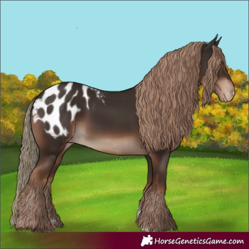 Horse Color:Liver Chestnut Appaloosa Rabicano