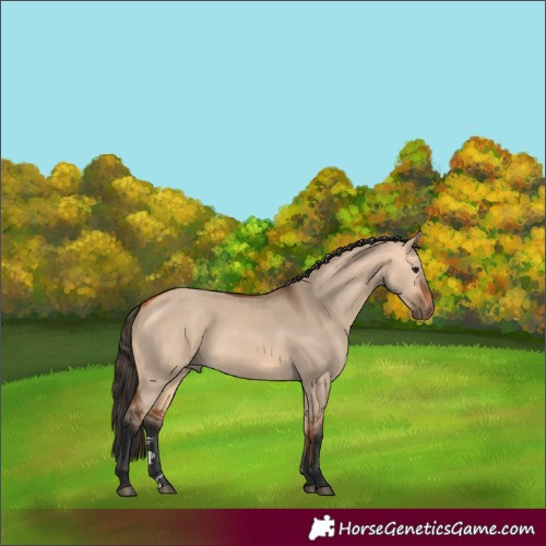 Horse Color:Bay Dun Rabicano 
