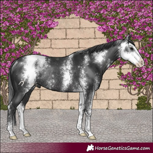Horse Color:Black Sabino Rabicano
