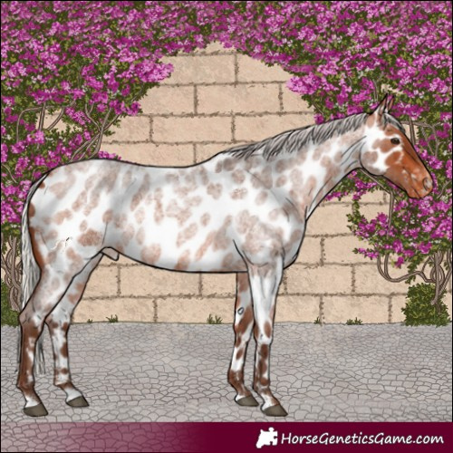 Horse Color:Silver Bay Roan Appaloosa Rabicano