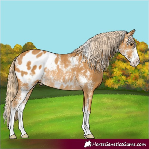 Horse Color:Palomino Sabino Appaloosa Rabicano 