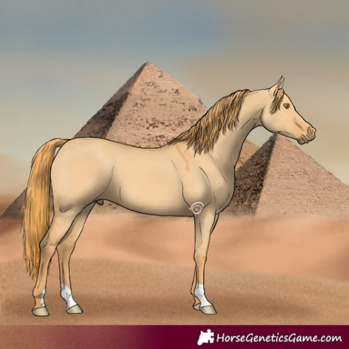 Horse Color:Red Dun 