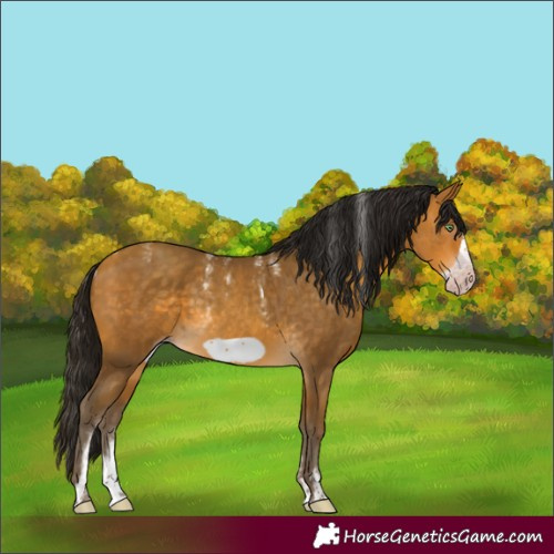 Horse Color:Powder White Gray Amber Cream Champagne Frame 