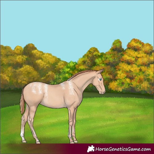 Horse Color:Powder White Gray Perlino 