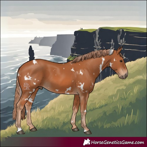 Horse Color:White Spotted Chestnut 