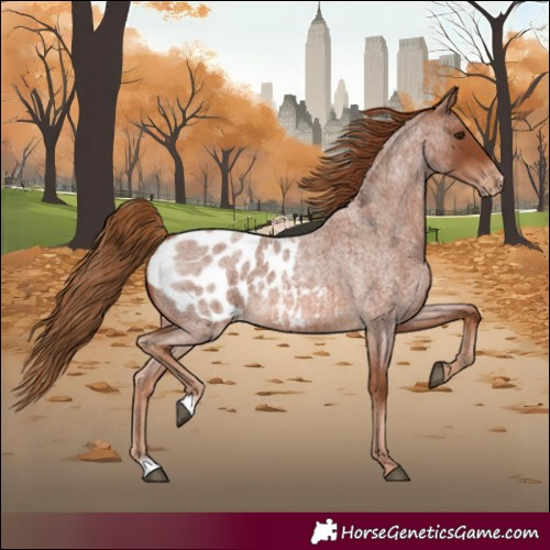 Horse Color:Red Roan Appaloosa