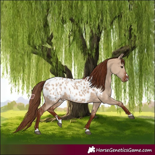 Horse Color:Red Dun Appaloosa 