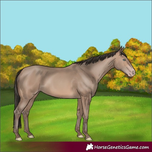 Horse Color:Sable Champagne