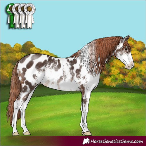 Horse Color:Liver Chestnut Sabino Appaloosa Rabicano