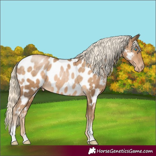 Horse Color:Chocolate Palomino Pearl Tobiano Appaloosa