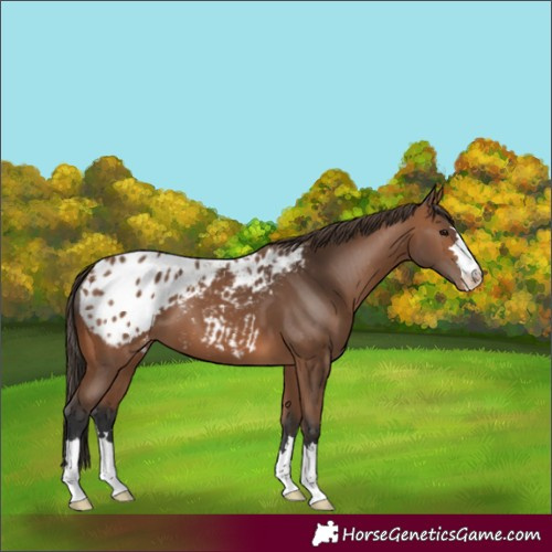 Horse Color:Bay Appaloosa