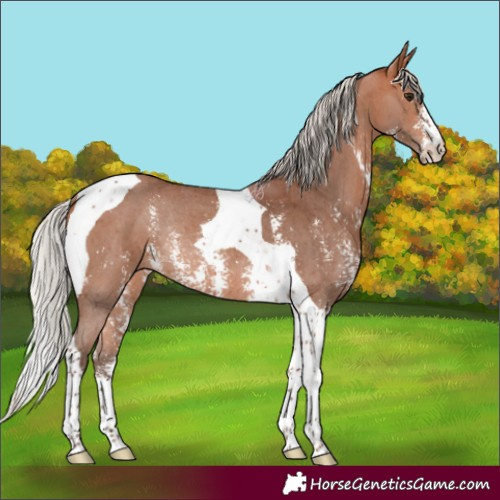 Horse Color:Silver Bay Sabino Tobiano Rabicano