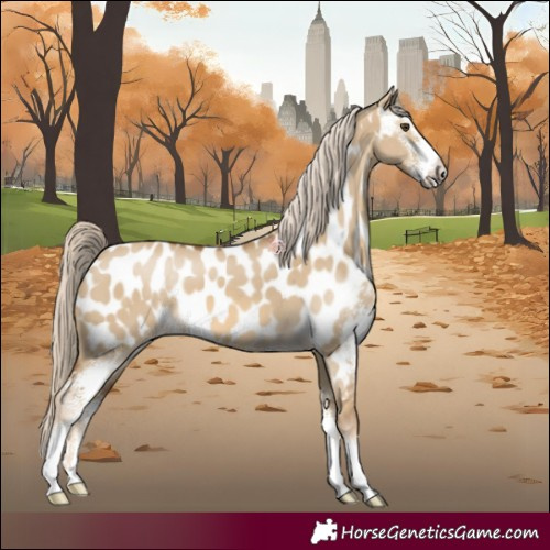 Horse Color:Chocolate Palomino Dun Sabino Appaloosa 