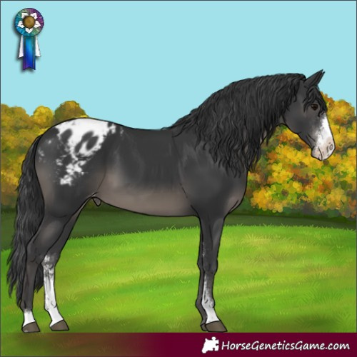 Horse Color:Black Sabino Appaloosa