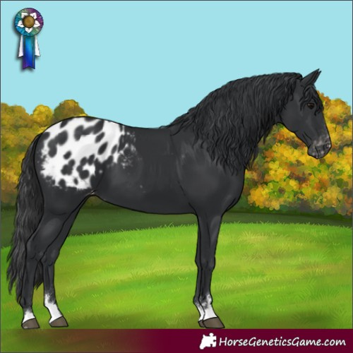 Horse Color:Black Appaloosa 