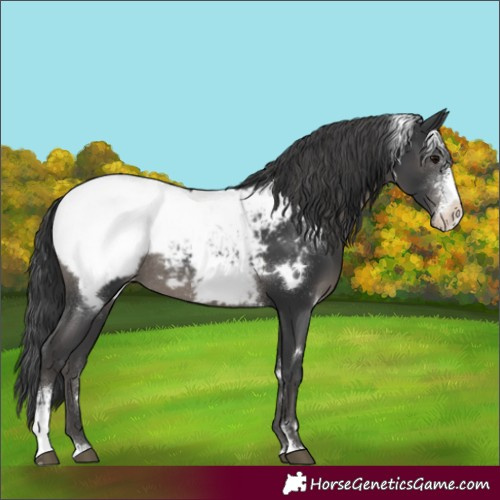 Horse Color:White Spotted Black Sabino Appaloosa Rabicano 