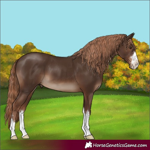 Horse Color:Liver Chestnut 