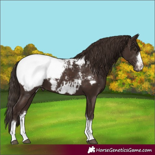 Horse Color:Liver Chestnut Appaloosa 