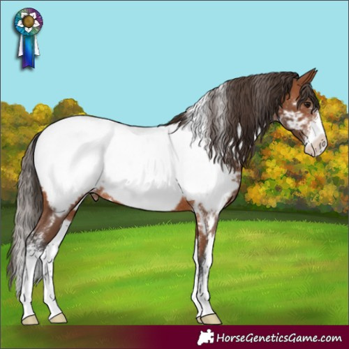 Horse Color:White Spotted Bay Sabino Appaloosa Rabicano 