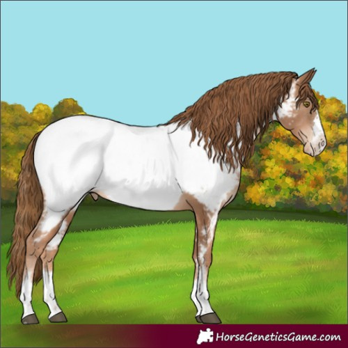 Horse Color:Liver Chestnut Pearl Appaloosa 
