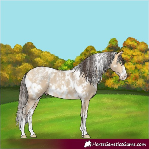 Horse Color:Powder White White Spotted Amber Cream Champagne Dun 