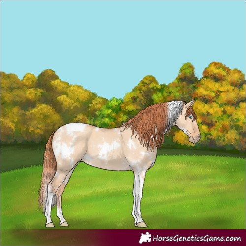 Horse Color:Gray White Spotted Perlino Dun Tobiano 