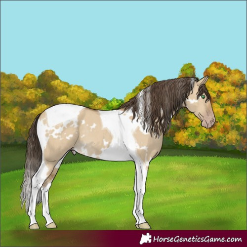 Horse Color:White Spotted Classic Cream Champagne Dun Tobiano
