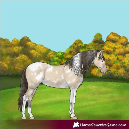 Horse Color:White Spotted Classic Cream Champagne Dun Tobiano