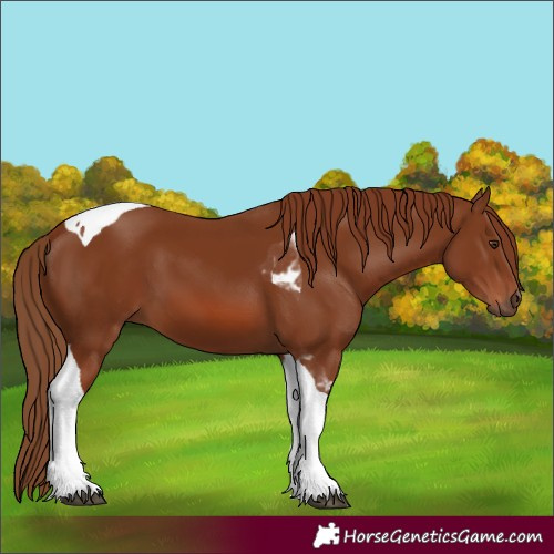 Horse Color:Chestnut Tobiano
