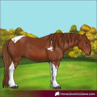 Horse Color:Chestnut Tobiano