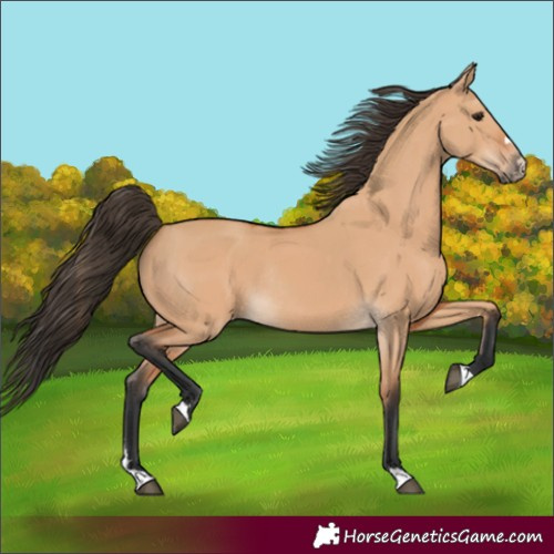 Horse Color:Unknown 