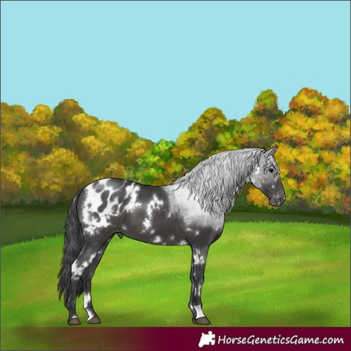 Horse Color:White Spotted Black Appaloosa 