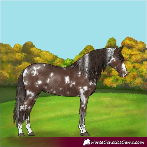 Horse Color:White Spotted Liver Chestnut Rabicano