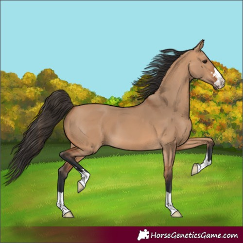 Horse Color:Bay Dun 