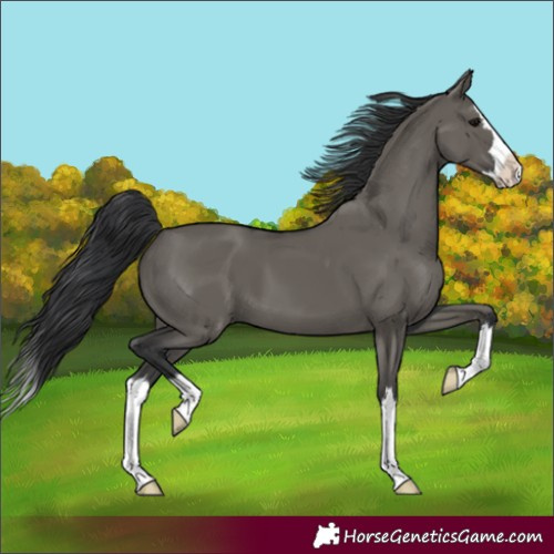 Horse Color:Unknown 