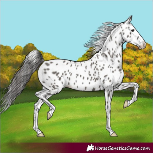 Horse Color:Grullo Appaloosa