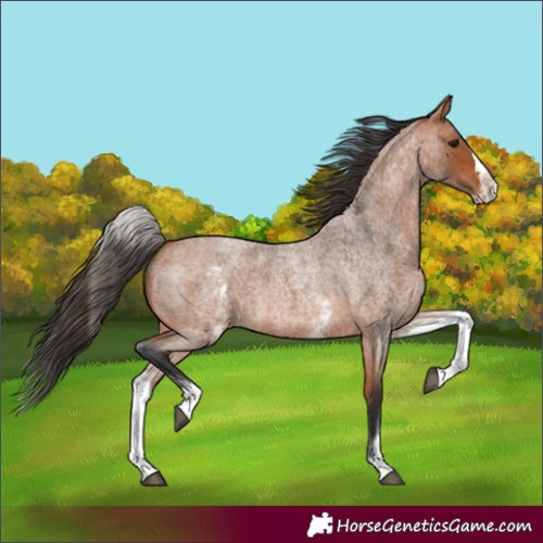 Horse Color:White Spotted Bay Roan Splash 