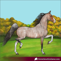 Horse Color:White Spotted Bay Roan Splash