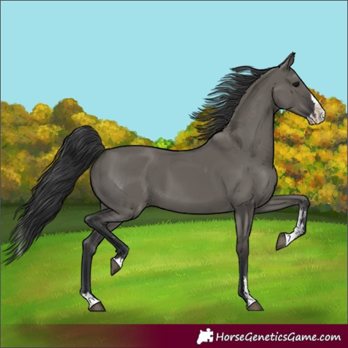 Horse Color:Unknown 