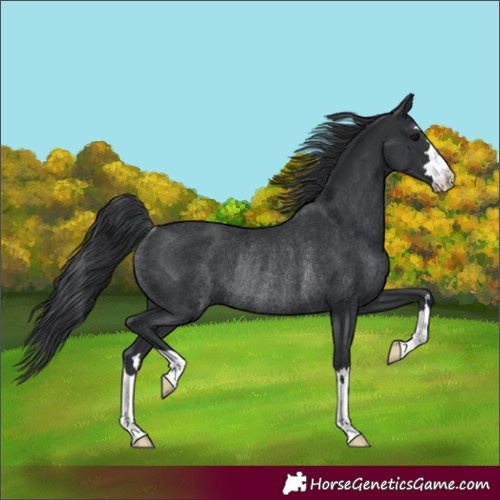 Horse Color:Black Rabicano 