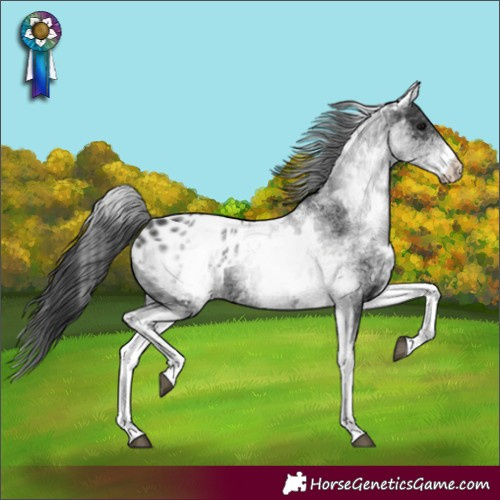 Horse Color:White Spotted Black Appaloosa Rabicano 