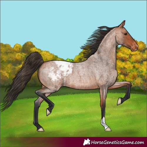 Horse Color:Bay Roan Appaloosa
