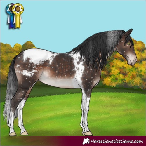 Horse Color:Brown Mushroom Tobiano Appaloosa