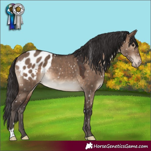 Horse Color:Brown Dun Appaloosa Rabicano