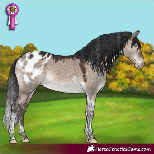 Horse Color:Brown Dun Mushroom Tobiano Appaloosa