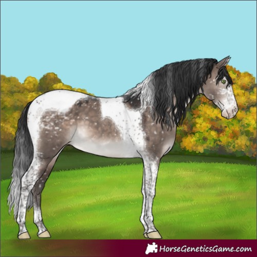 Horse Color:Brown Dun Mushroom Sabino Tobiano Appaloosa