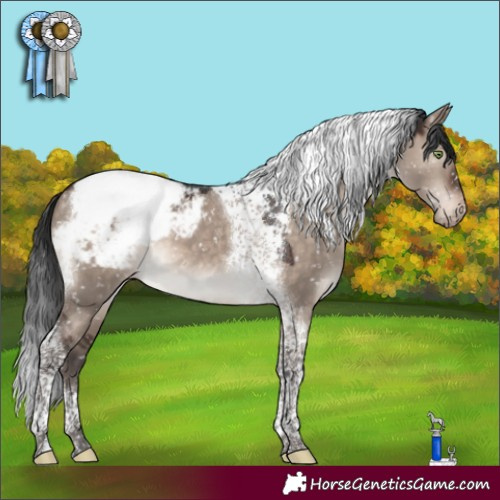 Horse Color:Brown Dun Mushroom Tobiano Appaloosa 