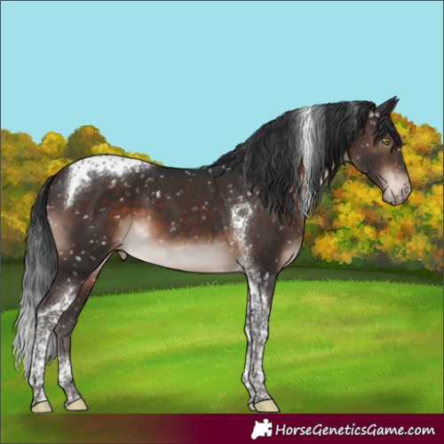 Horse Color:Brown Mushroom Tobiano Appaloosa 