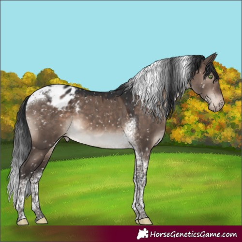 Horse Color:Brown Dun Mushroom Tobiano Appaloosa 