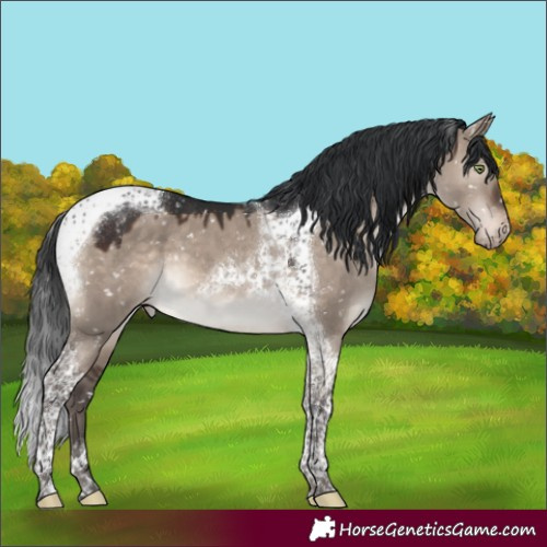 Horse Color:Brown Dun Mushroom Tobiano Appaloosa